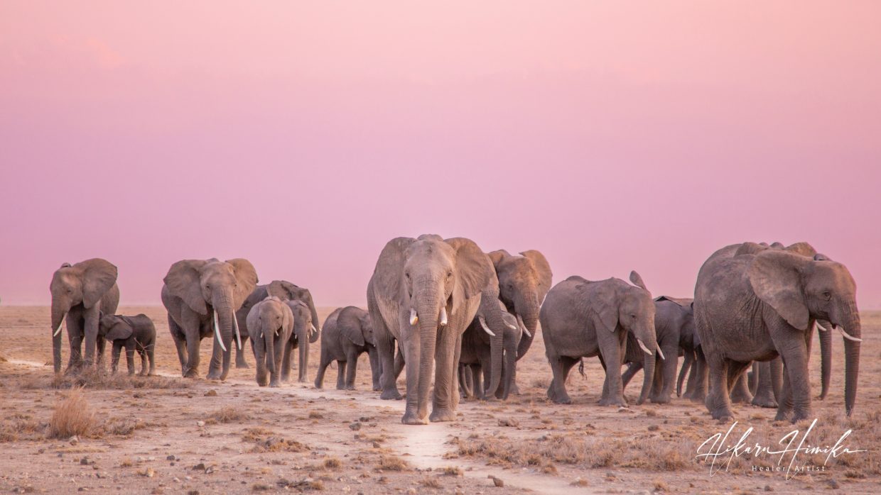 Spirit of the Savanna 目良光 写真展